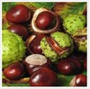 horse chestnut extract huir