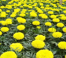 marigold p e huir