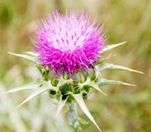 Milk Thistle P E-huir