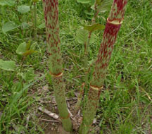 resveratrol huir