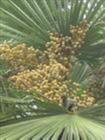 palmetto p e huir