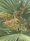 Saw Palmetto P E-huir