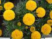 zeaxanthin huir