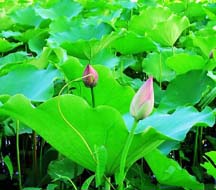 Lotus Leaf Extract Huir