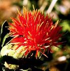 safflower extract huir