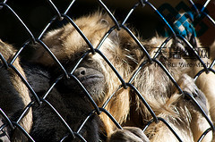 Canada Chain Link Fence