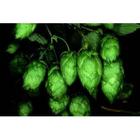 Low Price Supply High Quality Hops Extract P