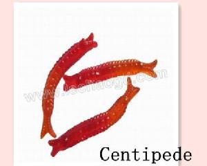 Centipede Shape Gummies / Gelatin Candy / Chew Gummy