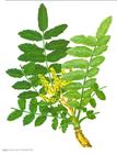 acture boswellia extract