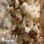 Plant / Herbal Extract / Cistanche Deserticola Extract