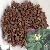 Plant / Herbal Extract / Common Fenugreek Seed P E 10 1