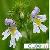 Plant / Herbal Extract / Manufacturer Directly Supply Eyebright P E Eyebright Extract 4 1