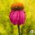 Plant / Herbal Extract / Echinacea Purpurea P E / Cichoric Acid4% /