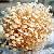 Plant / Herbal Extract / Flammulina Velutipes Extract