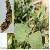 Professional Manufacture Supply Nature / Resveratrol Polygonum Cuspidatum P E 10%