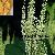 Polygonum Cuspidatum Extract-resveratrol