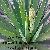 Yucca Extract