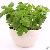 Certified Organic Basil Tulsi Seeds