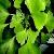 Plant Extract-gingko Bioloba P.e. Convergence Lung And Asthma Stasis And Painkillers And So On.