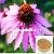 Echinacea Extract Polyphenol Chicoric Acid