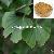 Ginkgo Biloba Extract 24% / 6%