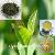 Green Tea Extract Egcg Catechins Polyphenols