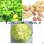Luteolin Peanut Shell Extract