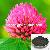 Red Clover Extract 8%, 20%, 40%isoflavones