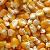 Maize / Corn