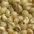 Sorghum Genome