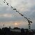 Tc6515 Tower Crane