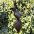 Cast Iron Garden Stick