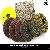 Flexible Convex Wet Polishing Pad For Granite