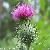 Milk Thistle Extract