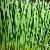 Wheat Grass Extract