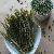 Organic Green Soybean Noodle Fettuccine