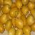 Fresh Barhi Dates From Egypt