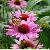 Factory Supply High Quality Echinacea Extract