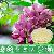 Sophora Japonica Extract