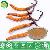 Cordyceps Mycelia Extract