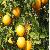 Fresh Egyptian Baladi Oranges