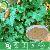 Ivy Extract