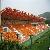 Light Pre-engineered Special Shaped Steel Structure Basketball Building