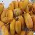 Egyptian Fresh Samani Dates By Fruit Link