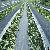Ground Cover Cloth