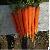 Carrots By Wholesale For Export