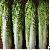 Celery Cabbage Chinese Cabbage By Wholesale For Export