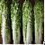 Celery Cabbage Chinese Cabbage By Wholesale For Export