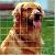 Dog And Garden Fence For Sale