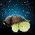 Tortoise Star Lamp
